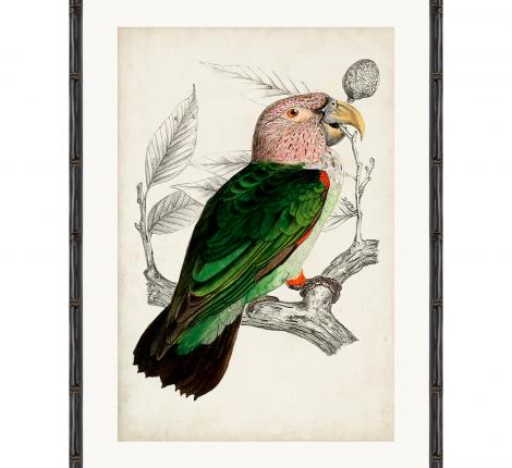 Постер "ARCHIVE:ANTIQUE PARROT", 50х70