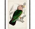 Постер "ARCHIVE:ANTIQUE PARROT", 50х70
