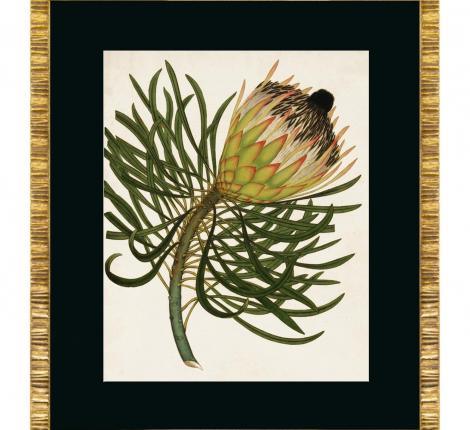Постер "ANTIQUE PROTEA" G-2, 50х60
