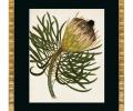 Постер "ANTIQUE PROTEA" G-2, 50х60