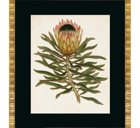 Постер "ANTIQUE PROTEA" G-4, 50х60