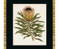 Постер "ANTIQUE PROTEA" G-4, 50х60