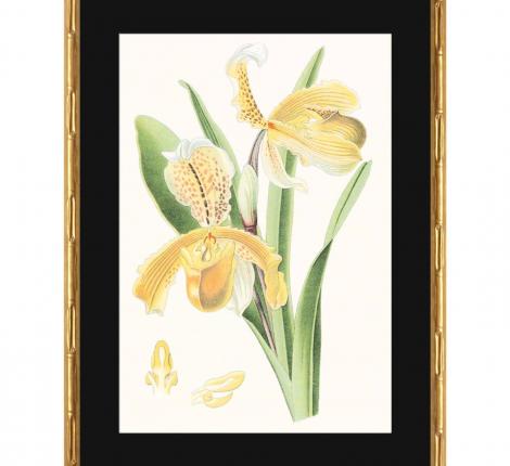 Постер "VISION STUDIO:ORCHIDS", 44х60