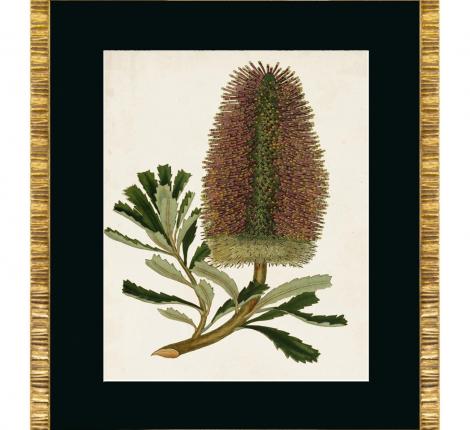 Постер "ANTIQUE PROTEA" G-5, 50х60